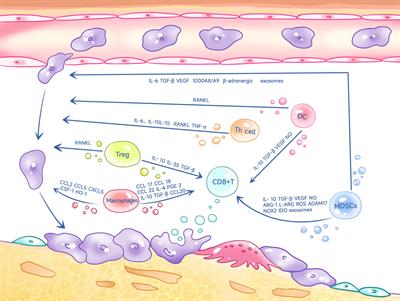 Multiple influence of immune cells in the bone metastatic cancer microenvironment on tumors